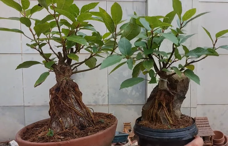 Cách làm cây sung bonsai ghép đá đơn giản mà đẹp