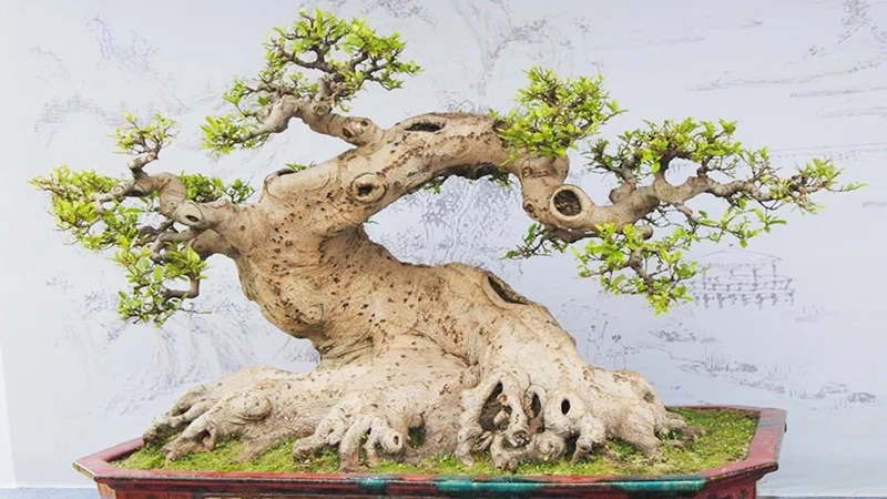 Cách giúp cây bonsai nhanh chóng liền sẹo