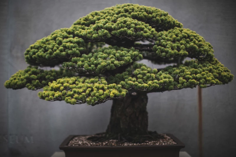 Top những cụ cây bonsai có tuổi đời 'cực thọ', có cây lên tới 400 năm tuổi