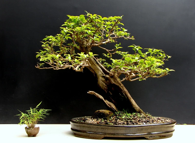 Những quy tắc trong nghệ thuật bonsai