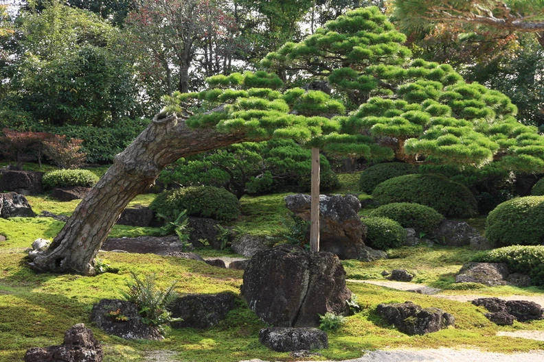 Cách giúp cây bonsai thích nghi dần với khí hậu mùa hè