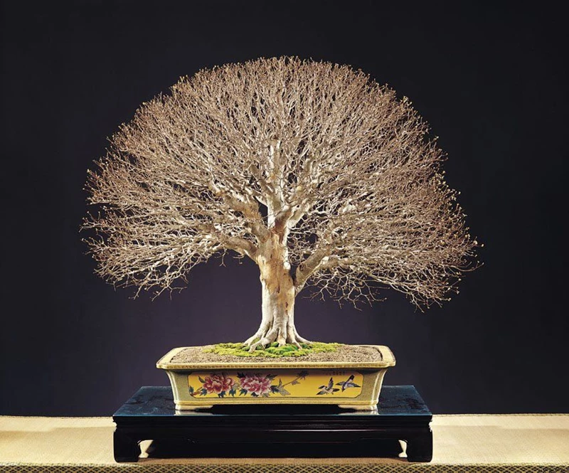 Hướng dẫn tạo bonsai dáng chổi từ cây trưởng thành