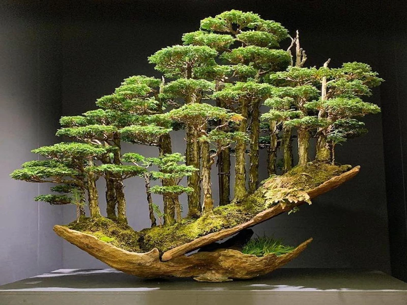 Mãn nhãn tác phẩm bonsai cụm rừng càng ngắm càng mê