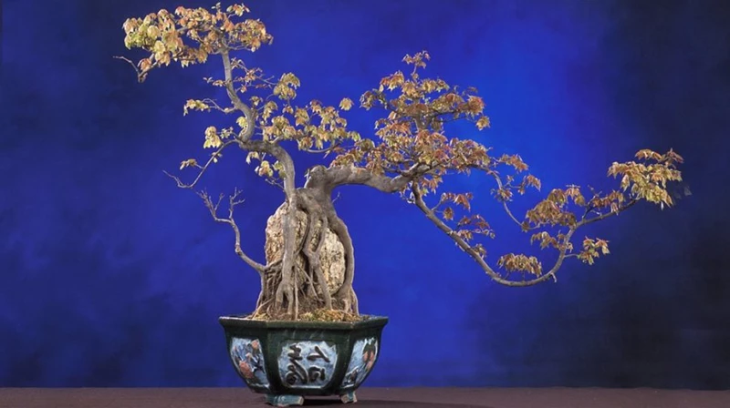 Kỹ thuật uốn cành rơi trong nghệ thuật bonsai