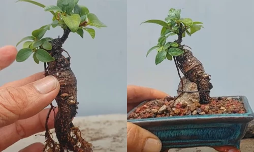 Tách cây Si ngoài bờ tường về trồng, người đàn ông sở hữu tác phẩm độc đáo