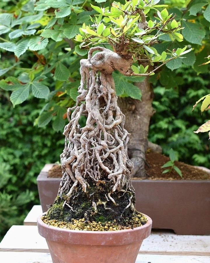 Ưu và nhược điểm kiểu dáng rễ chân rơm độc đáo