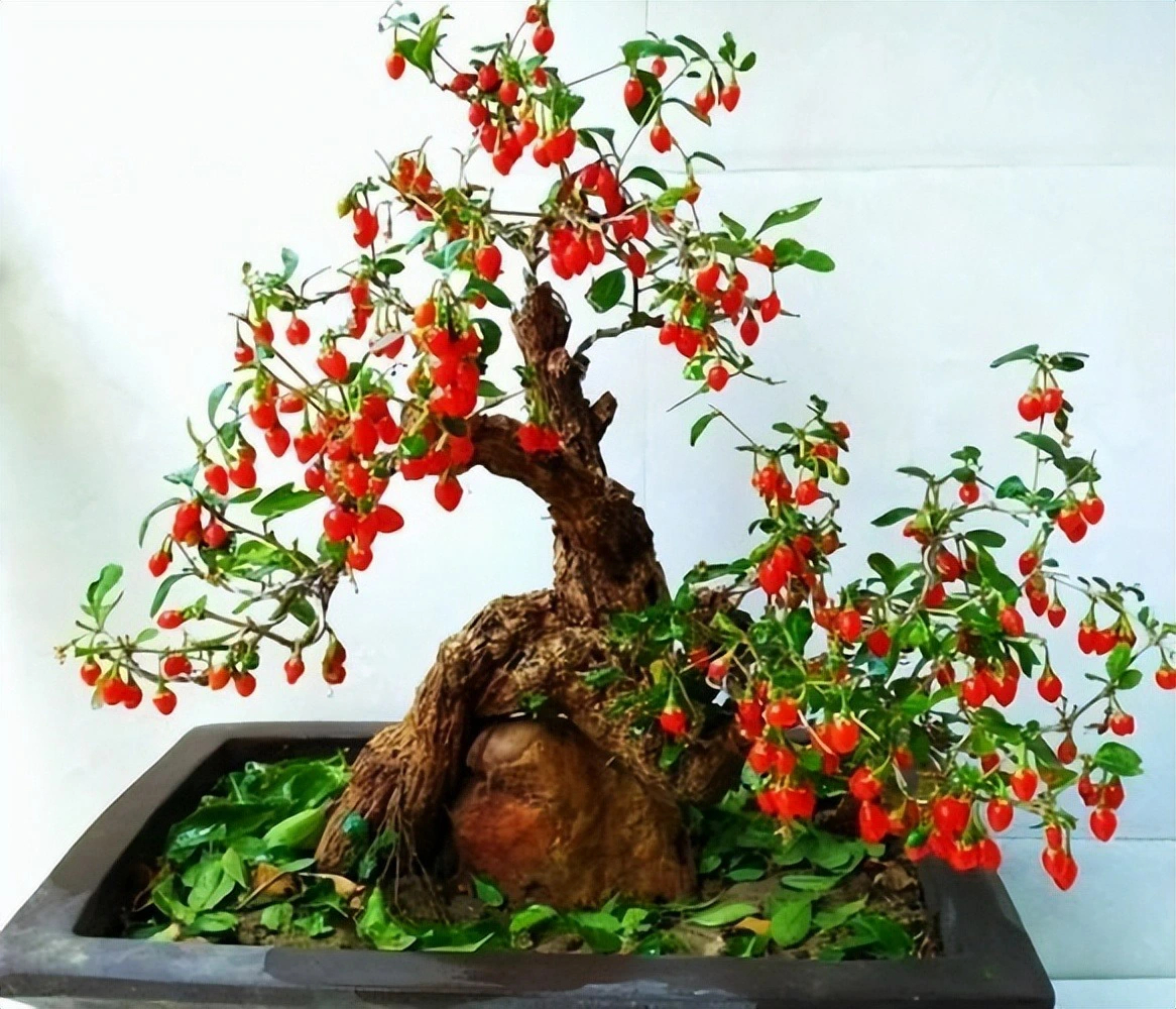 Cây cảnh bonsai quả đỏ như lửa, lại là vị thuốc quý được nhiều người săn lùng