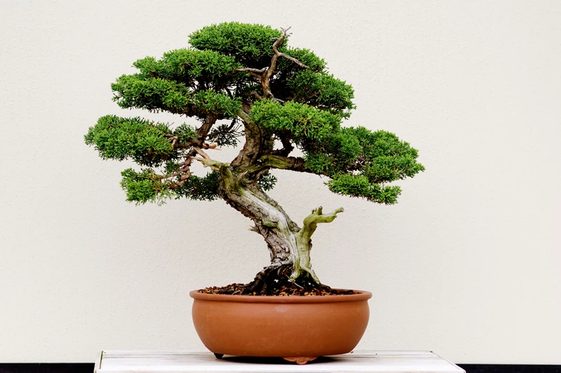 16 quy tắc về thân cây và rễ Nebari trong nghệ thuật bonsai