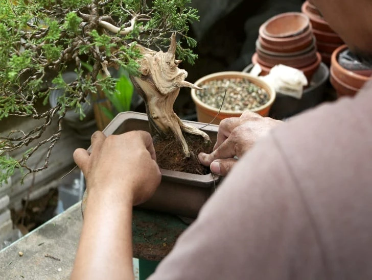 Có nên thay chậu cây cảnh vào mùa hè không?