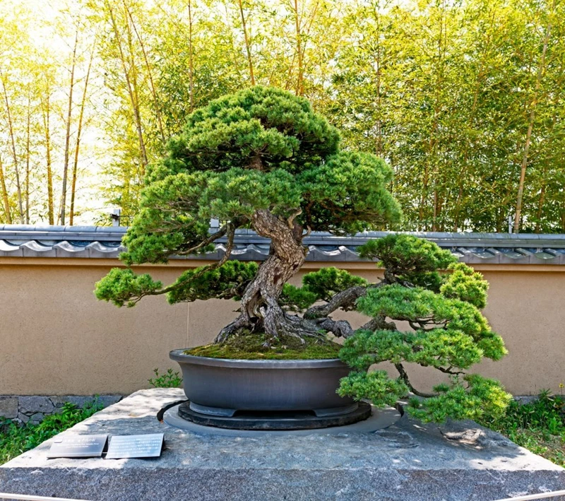 Sự khác biệt giữa cây cảnh Nhật Bản (bonsai) và Trung Quốc (penjing)