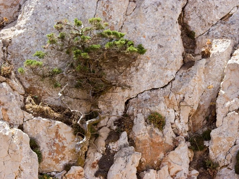 Yamadori: Thu thập cây từ tự nhiên để làm bonsai