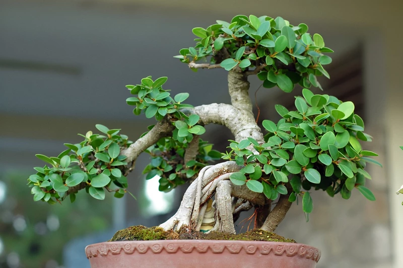 5 cách thu nhỏ lá cây bonsai đơn giản, dễ làm