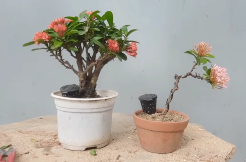 Hướng dẫn uốn cành Mẫu đơn đang ra hoa thành tác phẩm bonsai mini đẹp mắt