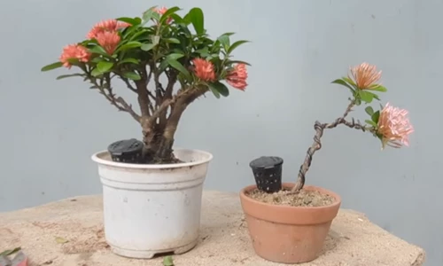 Hướng dẫn uốn cành Mẫu đơn đang ra hoa thành tác phẩm bonsai mini đẹp mắt