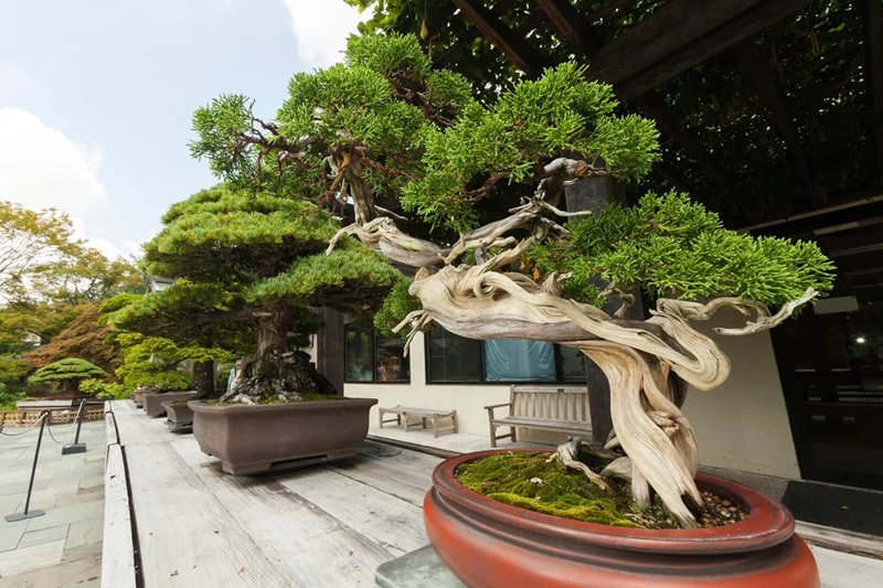 Những sự thật đáng kinh ngạc về cây bonsai