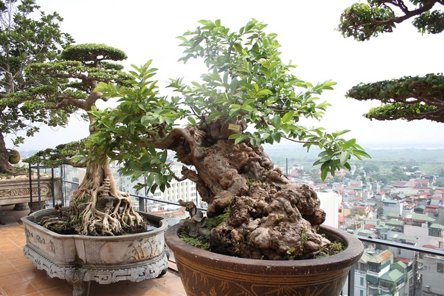 Top những cây bonsai dáng lão đẹp và độc đáo nhất Việt Nam