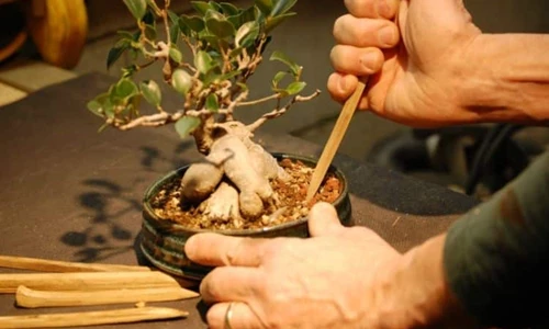 Đũa cây cảnh: Một dụng cụ rất hữu ích