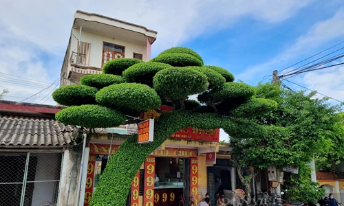 Độc lạ cổng nhà tạo hình từ cây Sanh dáng lão hơn 40 năm tuổi