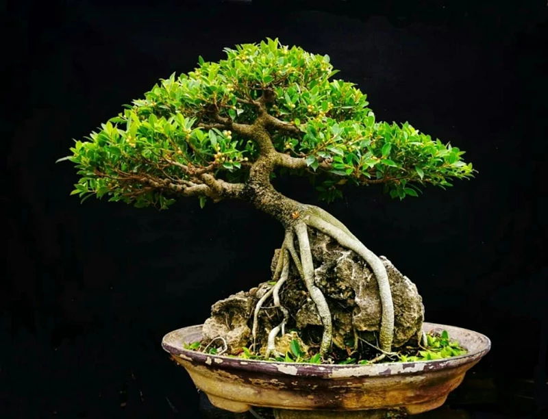 Bật mí thứ giúp phôi bonsai lớn nhanh như thổi