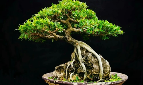 Bật mí thứ giúp phôi bonsai lớn nhanh như thổi