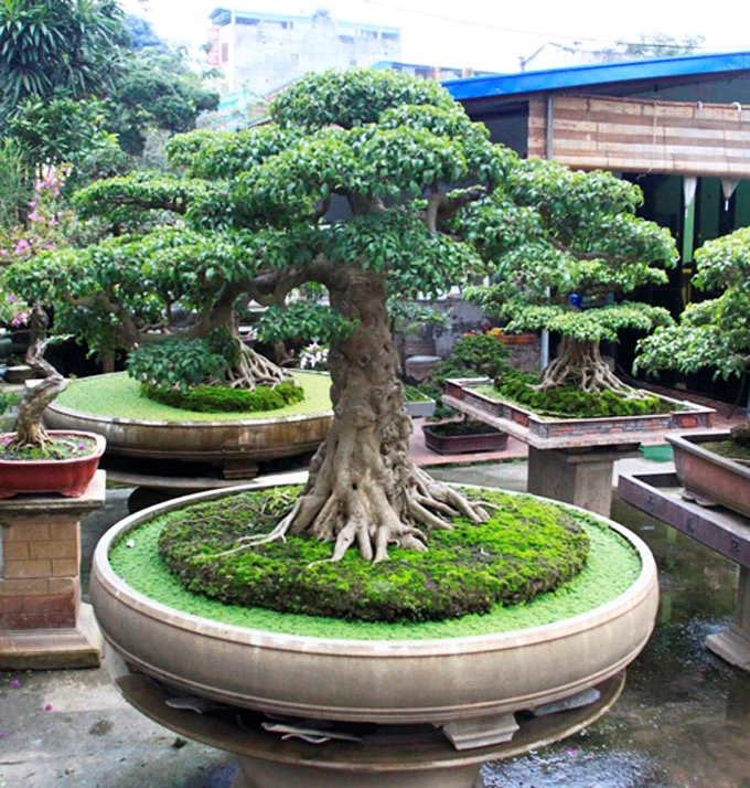 Thực hành bonsai thành công: 5 mối lo ngại được giải quyết