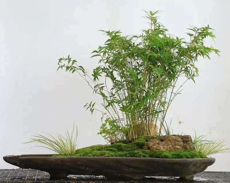 Tổng hợp 6 kinh nghiệm cần nhớ khi mới tập chơi cây Tre bonsai