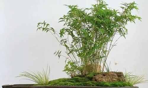 Tổng hợp 6 kinh nghiệm cần nhớ khi mới tập chơi cây Tre bonsai