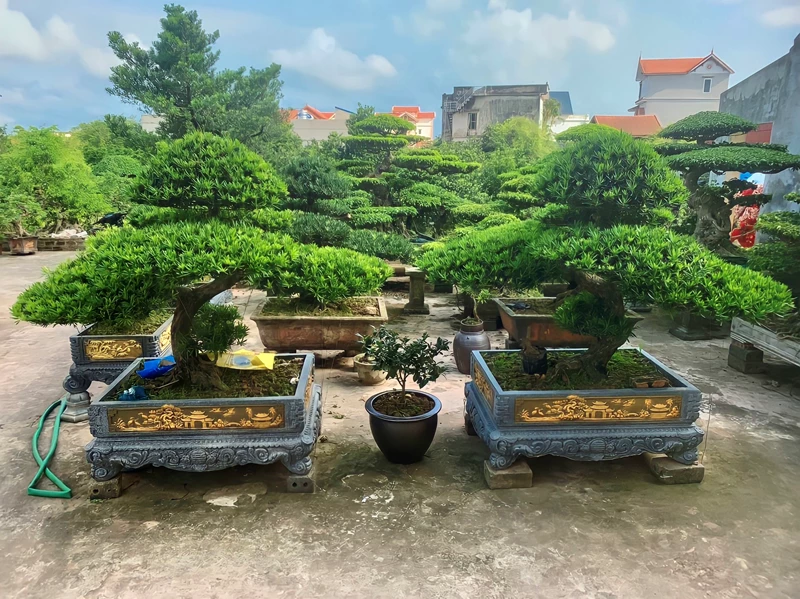 Cây Tùng La Hán dáng nào đẹp nhất? Chi tiết cách uốn Tùng La Hán bonsai