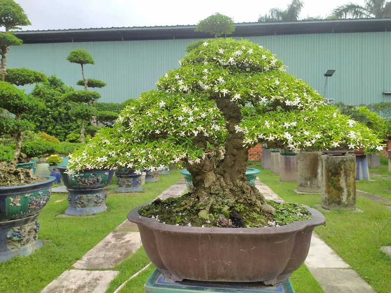 Tuổi thọ của cây bonsai là bao nhiêu? Top cây có tuổi thọ cao