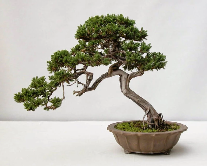 Cách trồng và chăm sóc cây Tùng Bồng Lai bonsai