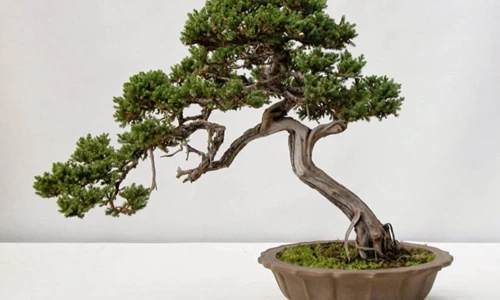 Cách trồng và chăm sóc cây Tùng Bồng Lai bonsai