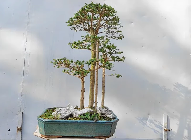 Chi tiết cách giâm cành sam hương với nước, tạo bonsai cụm rừng nhanh và dễ