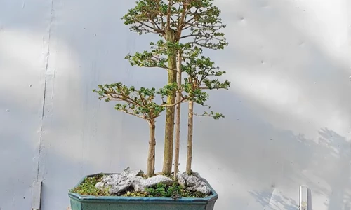 Chi tiết cách giâm cành sam hương với nước, tạo bonsai cụm rừng nhanh và dễ