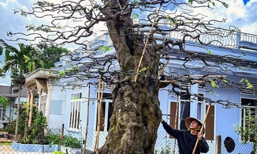 Mục sở thị vườn bonsai cổ thụ siêu khủng ở Tây Nguyên, có cây trăm tuổi trị giá đến 5 tỷ đồng