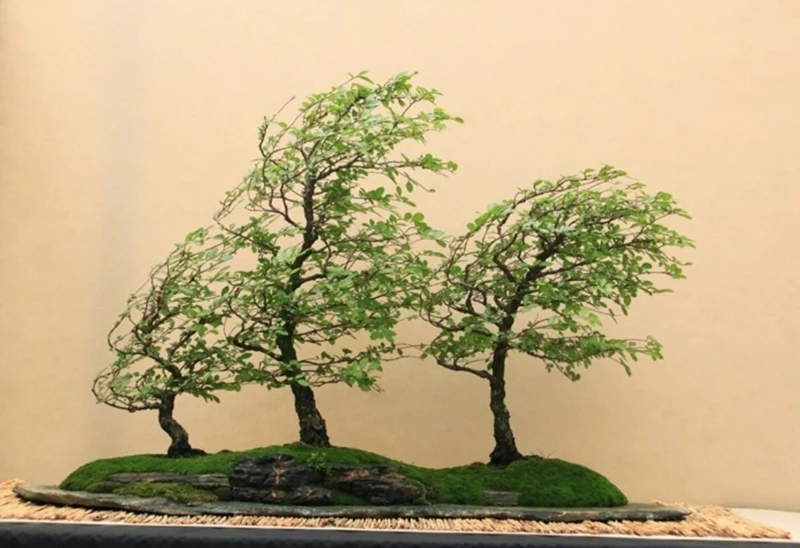 Bonsai Bạt phong (gió lùa) là gì? Những kiểu dáng cơ bản