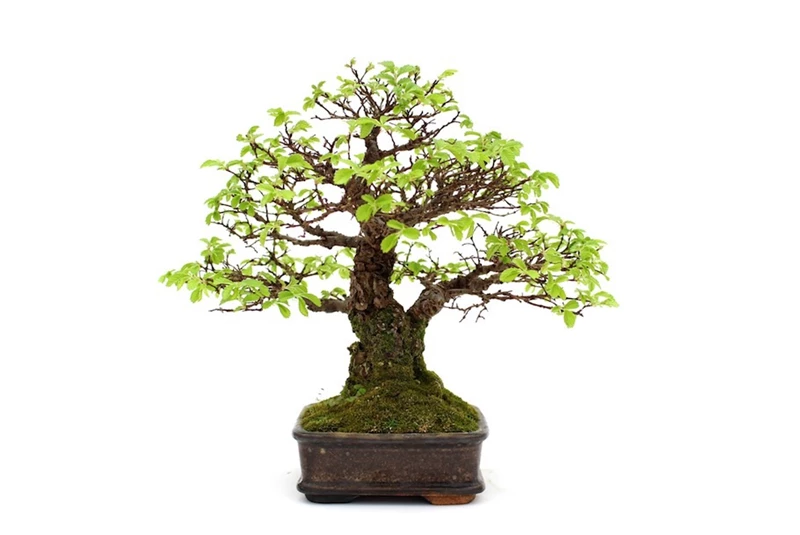 Thế nào là một thân cây bonsai đẹp?