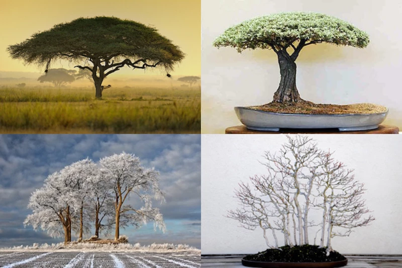 Kinh ngạc: Tác phẩm bonsai mô phỏng chính xác đến 99% cây thật ngoài tự nhiên