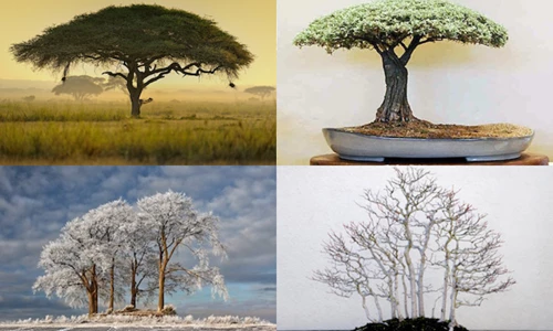 Kinh ngạc: Tác phẩm bonsai mô phỏng chính xác đến 99% cây thật ngoài tự nhiên