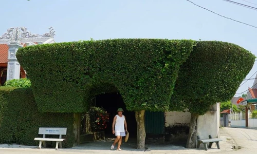 Độc lạ ngôi làng có cổng nhà được làm từ cây duối 200 năm tuổi