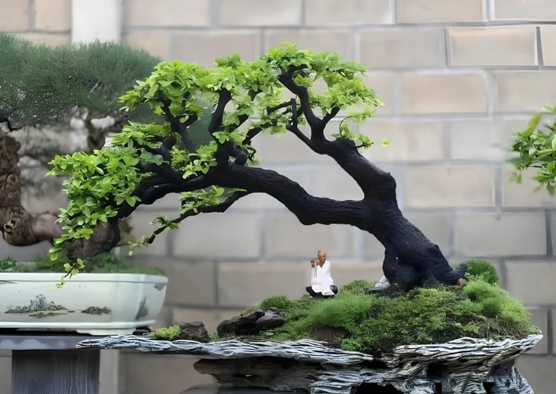 Top 4 dáng cây Cẩm thị bonsai đẹp nhất