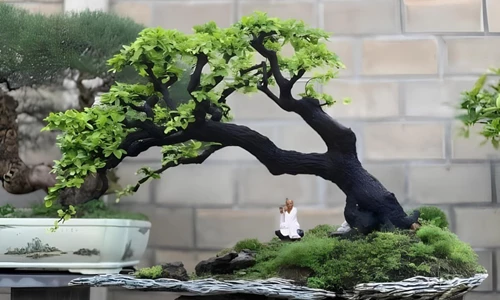Top 4 dáng cây Cẩm thị bonsai đẹp nhất