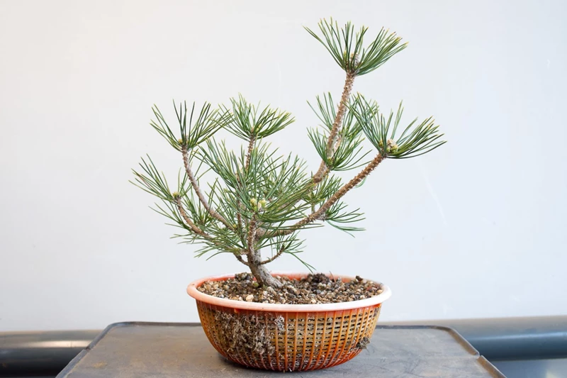 Những tips giúp thân cây bonsai mau lớn