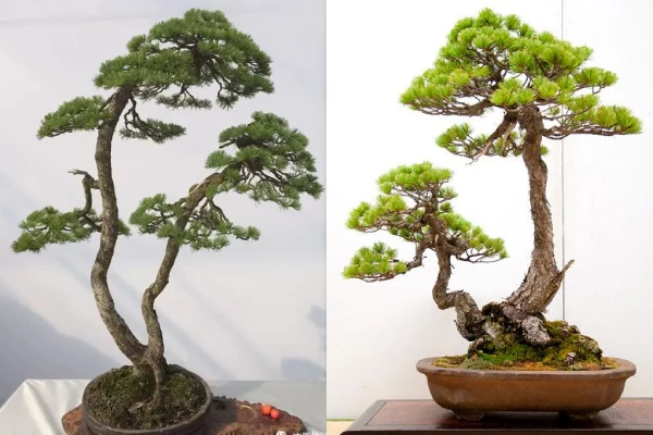 Vì sao dáng bonsai phụ tử lại được ưa chuộng?