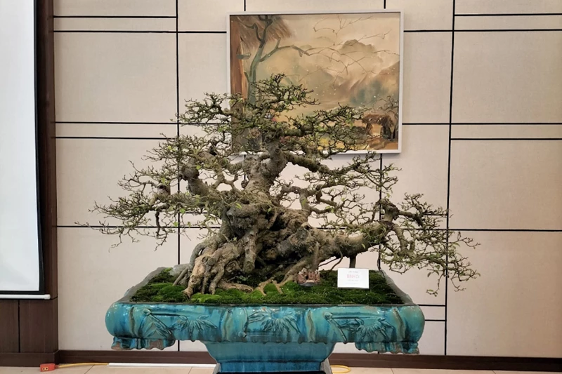 Yếu tố “cổ, kỳ, mỹ, văn” trong nghệ thuật bonsai