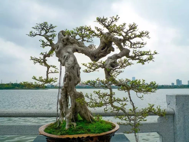 5 trường phái phổ biến của nghệ thuật bonsai Trung Quốc