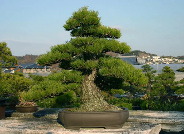 Vì sao cây Thông đen được mệnh danh là 'Vua của các loại Bonsai'