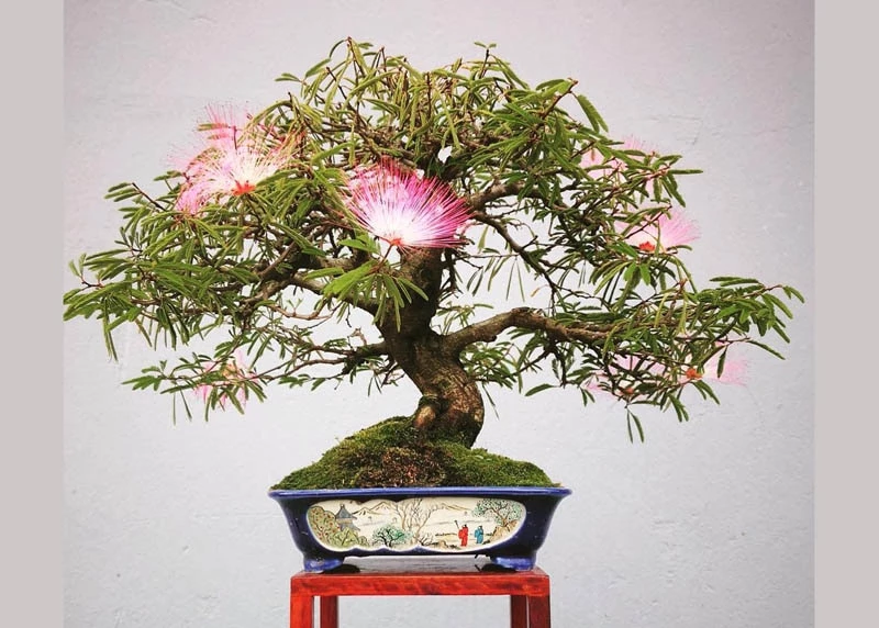 Hướng dẫn chi tiết cách trồng và chăm sóc cây Mimosa bonsai