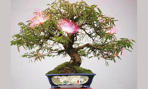 Hướng dẫn chi tiết cách trồng và chăm sóc cây Mimosa bonsai