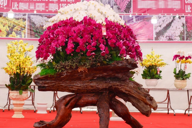 Chiêm ngưỡng tác phẩm lan hồ điệp bonsai trên gỗ lũa độc đáo