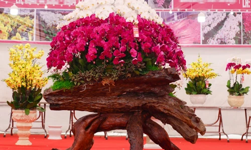 Chiêm ngưỡng tác phẩm lan hồ điệp bonsai trên gỗ lũa độc đáo